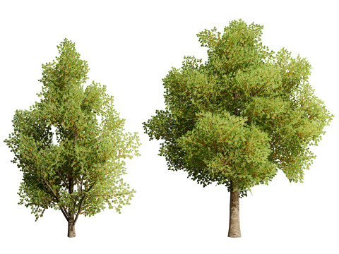 Game Ready Hazelnut Trees 3D Модель