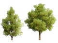 Game Ready Hazelnut Trees Modello 3D
