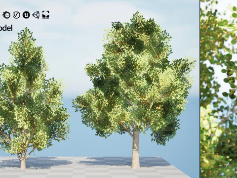 Game Ready Hazelnut Trees 3D Model