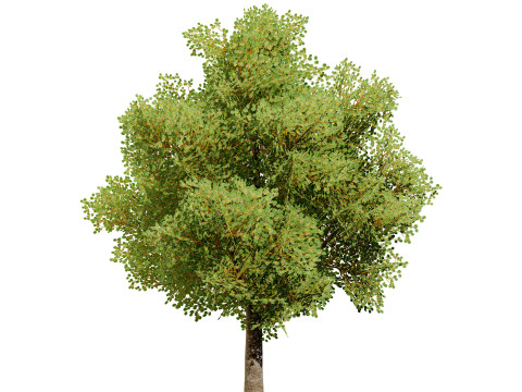 Game Ready Hazelnut Trees 3D 模型
