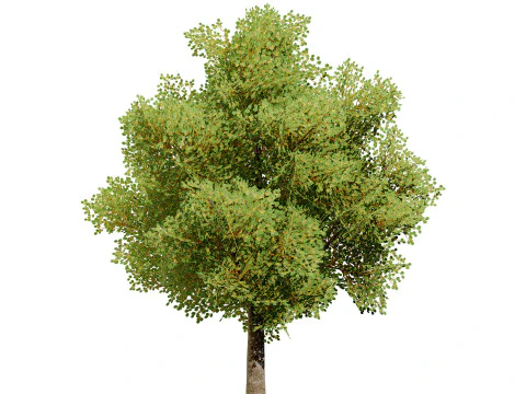Game Ready Hazelnut Trees 3D Model
