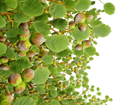Game Ready Hazelnut Trees 3D Model