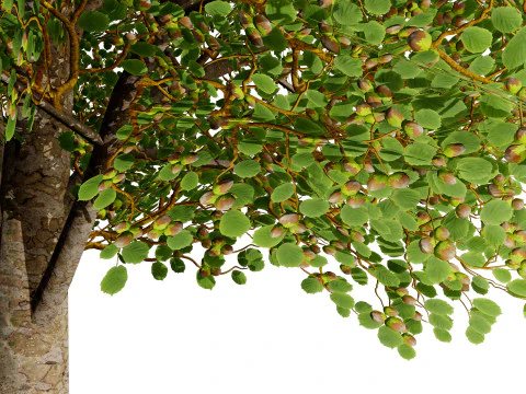 Game Ready Hazelnut Trees 3D Model