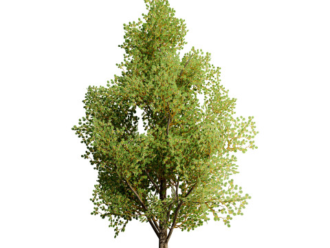 Game Ready Hazelnut Trees 3D 模型
