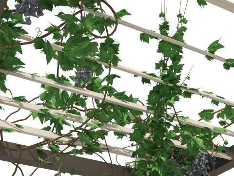 Realistic Pergola 3D Collection 3D Model