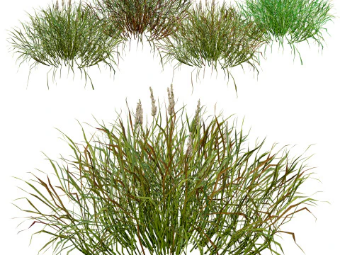 Realistic Grass 3D Model