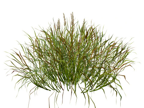 Realistic Grass 3D Model