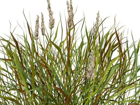 Realistic Grass 3D Model