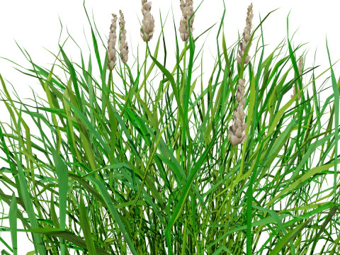 Realistic Grass 3D Model