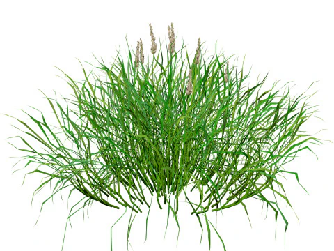 Realistic Grass 3D Model