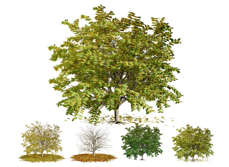 All-Seasons Tree Modelo 3D .c4d .max .obj .3ds .fbx .stl .blend 