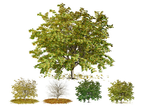 All-Seasons Tree 3Dモデル