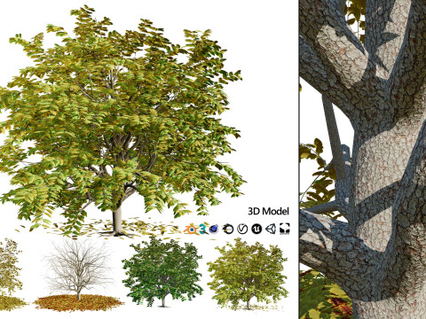 All-Seasons Tree Modelo 3D