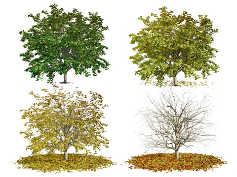 All-Seasons Tree Modelo 3D
