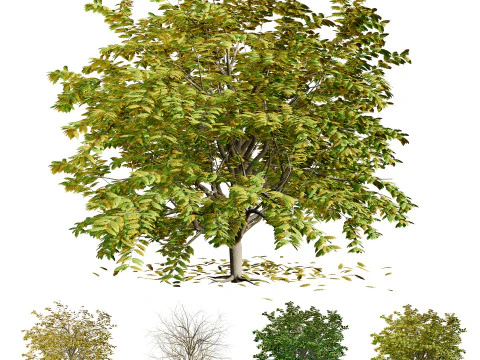 Pohon Segala Musim Model 3D