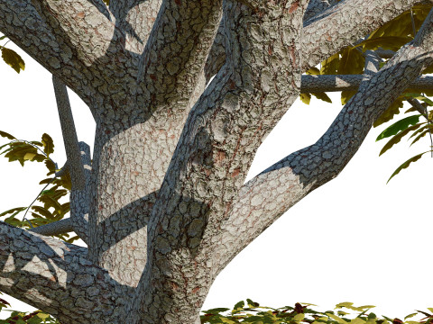 All-Seasons Tree Modelo 3D