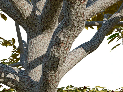 Pohon Segala Musim Model 3D