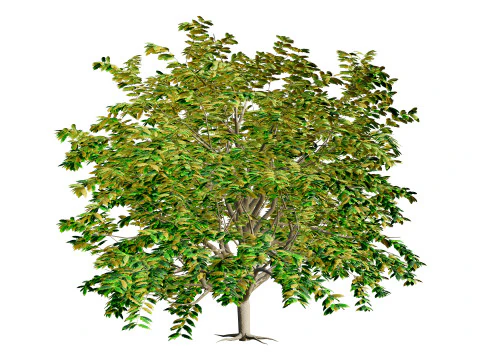 Pohon Segala Musim Model 3D