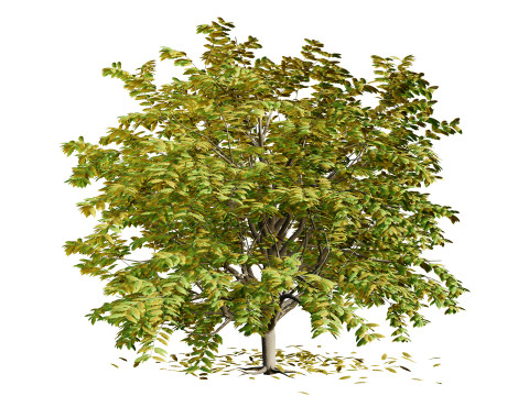 All-Seasons Tree Modelo 3D