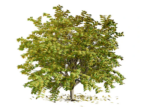 Pohon Segala Musim Model 3D