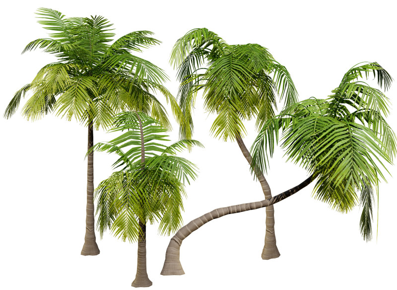 Low-Poly Beach Palms 3D-Modell .c4d .max .obj .3ds .fbx .stl .blend 