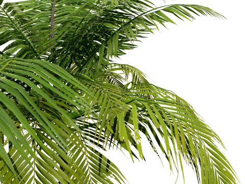 Low-Poly Beach Palms 3D-Modell
