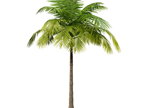 Low-Poly Beach Palms 3D-Modell