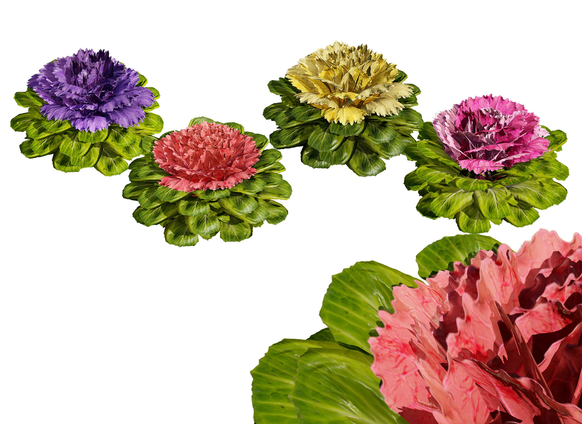 Cabbage Flowers 3D Model .c4d .max .obj .3ds .fbx .stl .blend 