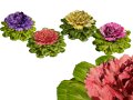 Cabbage Flowers 3D 모델