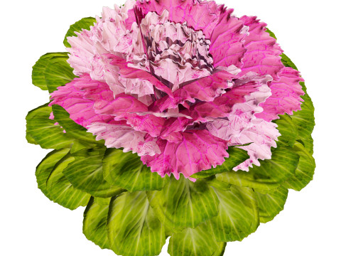 Cabbage Flowers 3D Model