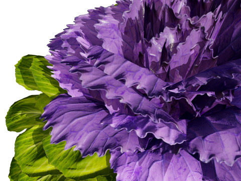 Cabbage Flowers 3D Model