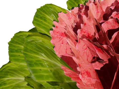 Cabbage Flowers 3D Model