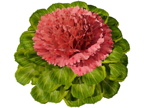 Cabbage Flowers 3D Model