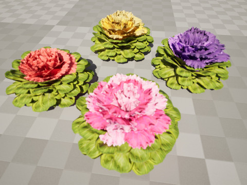 Cabbage Flowers 3D Model