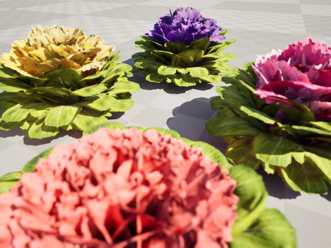 Cabbage Flowers 3D Model