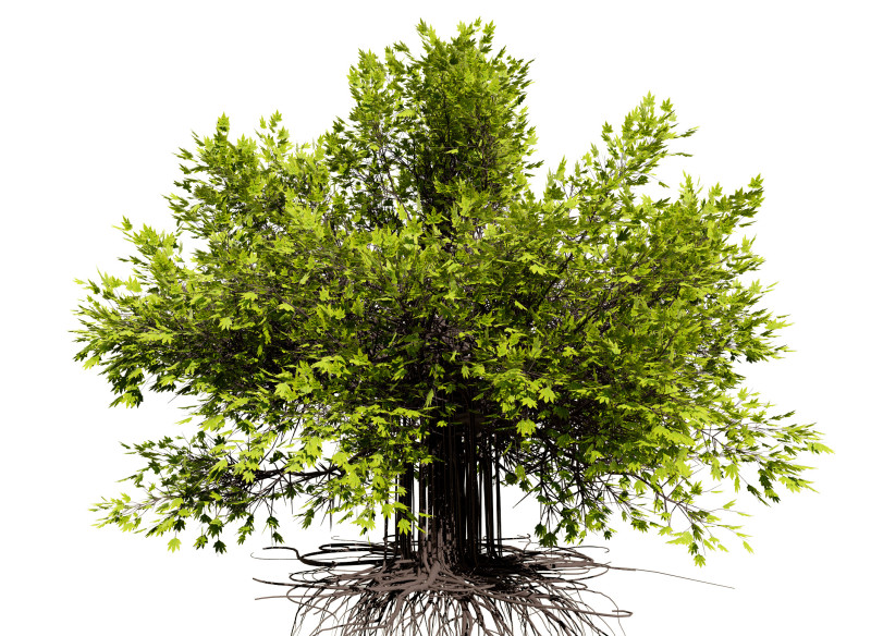 Ficus Carica 3D 모델 .c4d .max .obj .3ds .fbx .stl .blend 