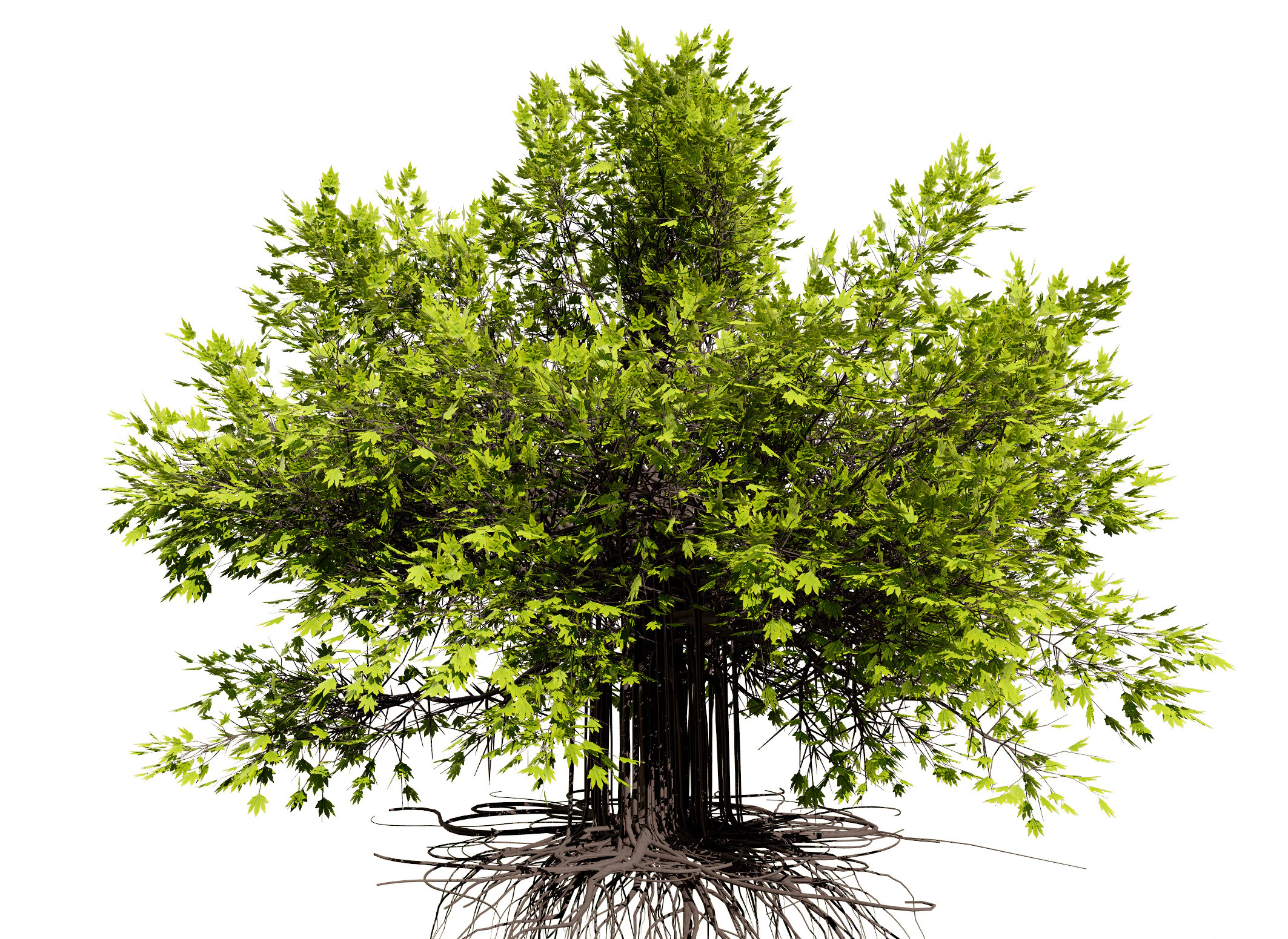 Ficus Carica 3D Model .c4d .max .obj .3ds .fbx .stl .blend 