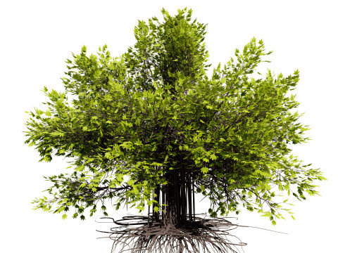 Ficus Carica Modelo 3D