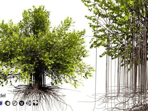 Ficus Carica 3D Model