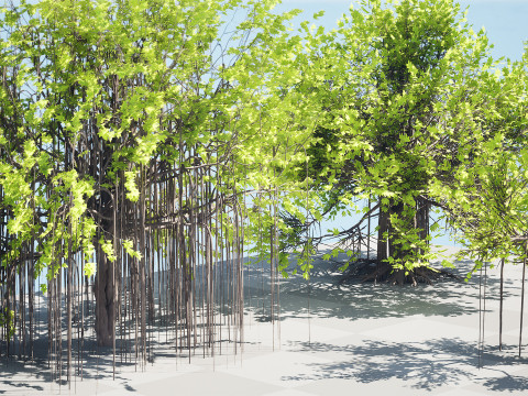Ficus Carica 3D 모델