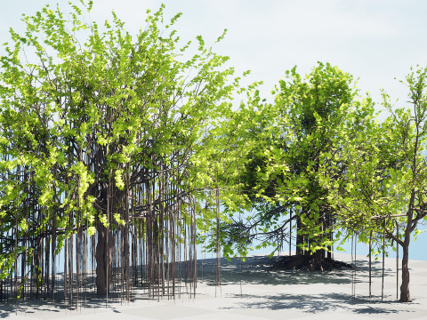 Ficus Carica 3D 모델