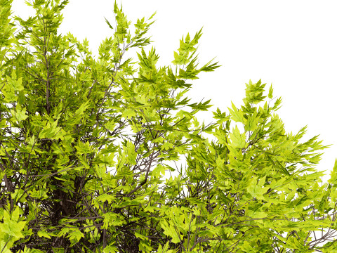 Ficus Carica 3D 모델
