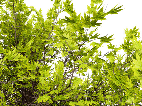Ficus Carica 3D 모델