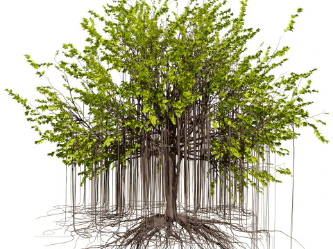 Ficus Carica 3D Model