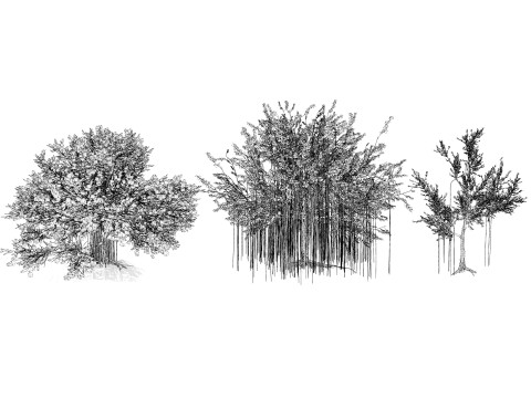 Ficus Carica 3D 모델