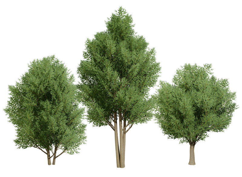 Low Poly Salix Alba Trees Modelo 3D .c4d .max .obj .3ds .fbx .stl .blend 