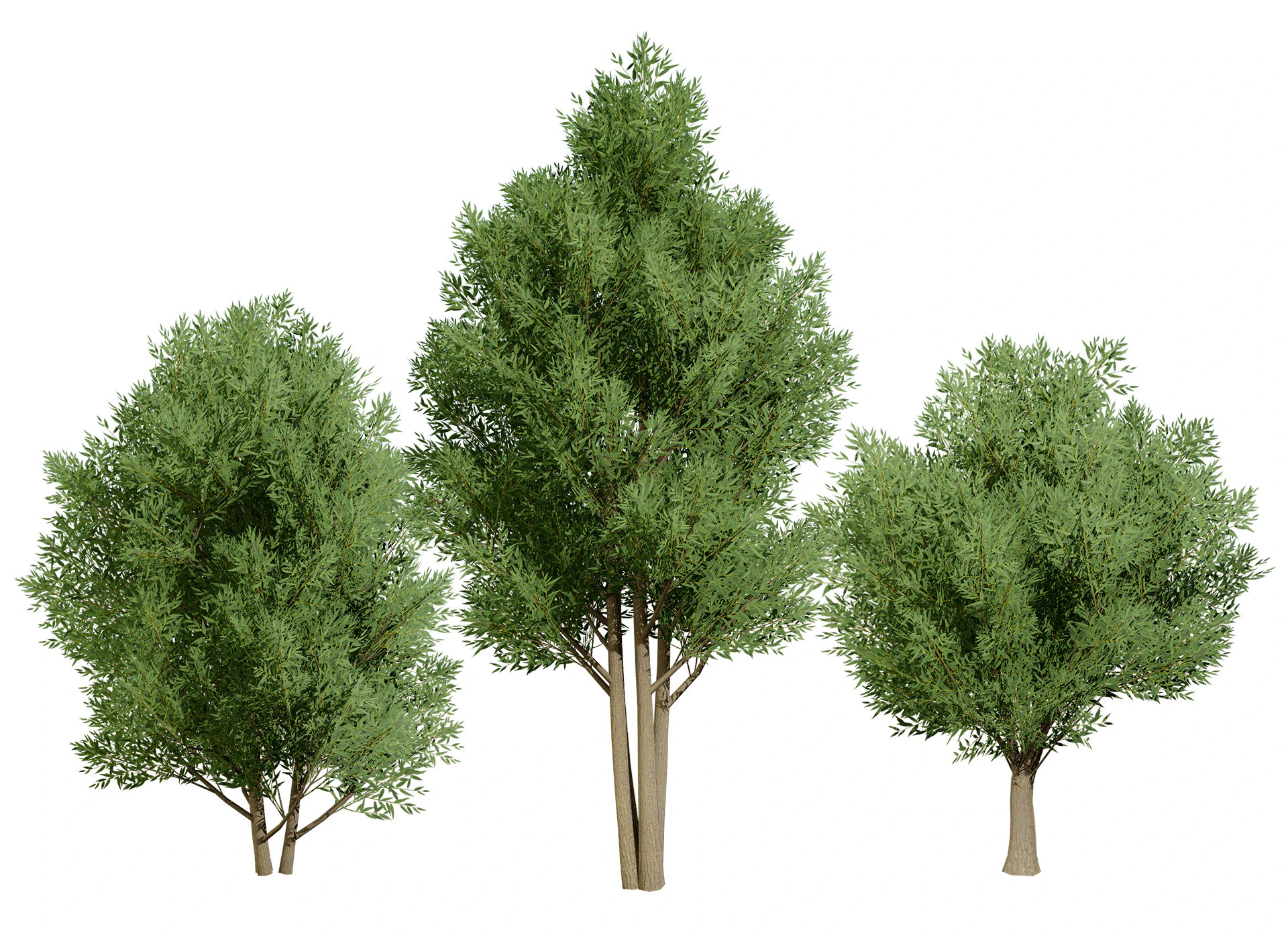 Low Poly Salix Alba Trees 3D Model .c4d .max .obj .3ds .fbx .stl .blend 