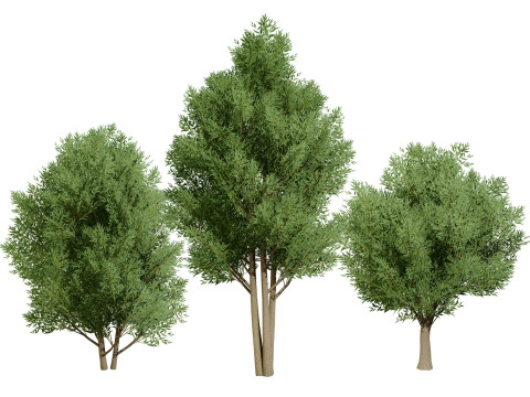 Low Poly Salix Alba Trees 3D Model