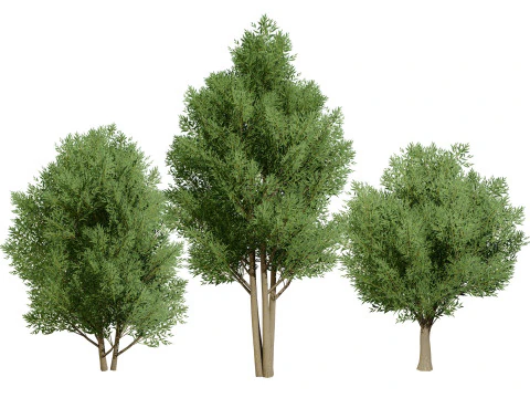 Lage poly Salix Alba-bomen 3D Model