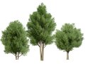 Low Poly Salix Alba Trees Modello 3D